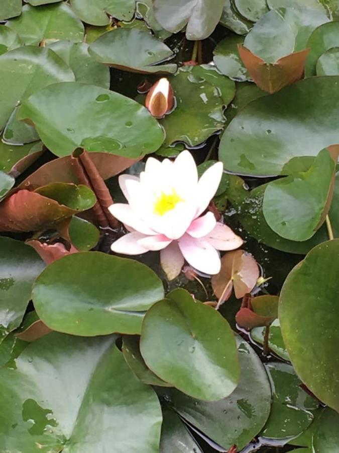 爱斯科利夫-圣卡米Entre Canal Et Vignes住宿加早餐旅馆 外观 照片